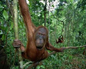 Are orangutans introverts?