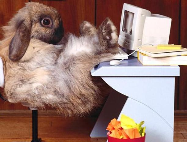 office-rabbit.jpg
